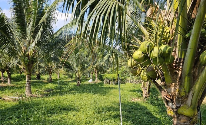Cách mạng công nghệ để xuất khẩu trái cây tỷ đô la Nhà báo Trần Cao, Phó Tổng biên tập Báo Nông nghiệp và Môi trường, dẫn dắt Tọa đàm "Giá trị khác biệt tạo nên lợi thế cạnh tranh".
