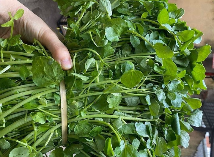 Cải xoong tốt cho sức khỏe nhưng ăn không đúng cách có thể gây hại cho gan Món rau cải xoong xào thịt bò là một sự kết hợp độc đáo và mới lạ, mang lại hương vị thơm ngon và bổ dưỡng với thịt bò và rau cải xoong.