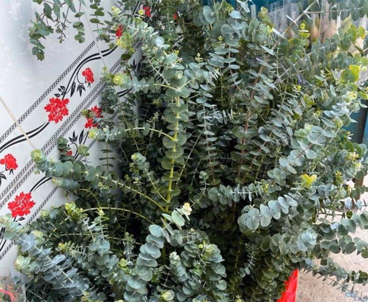 Cây đô la tiền triệu từ Úc được trồng và bán ở Việt Nam cần chú ý điều gì? Giá Vàng Rồng Thăng Long- Bảo Tín Minh Châu ngày 24.07.2025