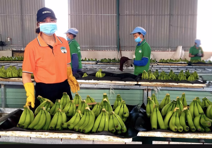 Chuối và chanh dây được kỳ vọng trở thành trái cây xuất khẩu chủ lực