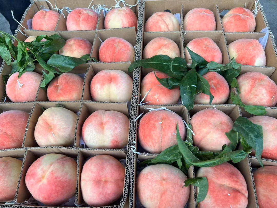 Đào Tiên Bắc Kinh Gây Sốt Thị Trường Việt Nam Với Giá Cao Cực Rẻ Đào tiên Bắc Kinh (Trung Quốc) được ưa chuộng vì kích thước to, màu sắc đẹp mắt, ăn giòn và thơm, vị ngọt thuần.