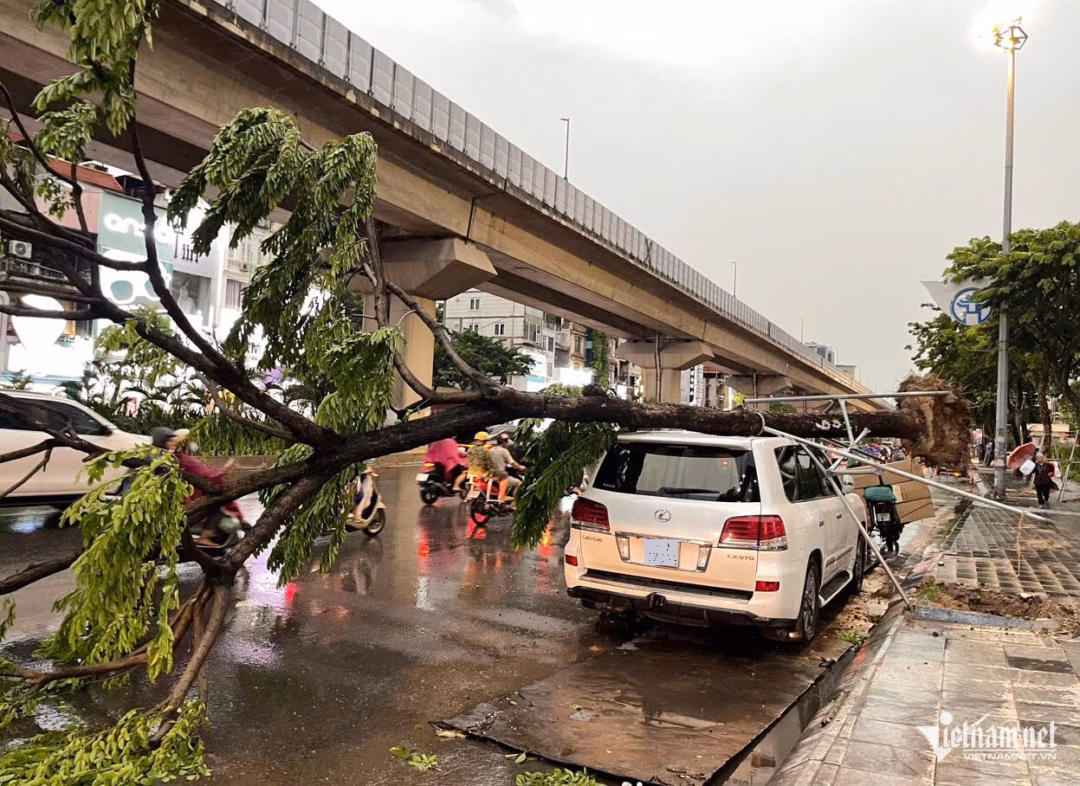 Hà Nội: Cây xanh bật gốc đè lên xe Lexus LX570 và Hyundai Tucson trong cơn mưa giông Cây lớn bật gốc đổ trúng một xe khách tại đường 70 - Cầu Bươu (Thanh Trì, Hà Nội). Ảnh: Đình Hiếu
