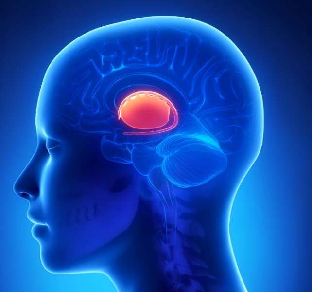 Khám phá mối liên hệ giữa đi bộ và tự kỷ: Những khác biệt trong vận động Basal ganglia (in red) in a human brain. (janulla from Getty Images/Canva)