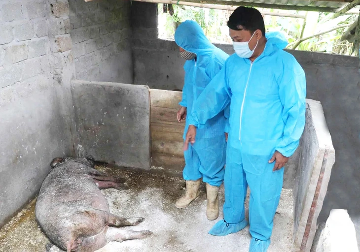 Thủ tướng ra công điện khẩn ngăn dịch tả lợn lan ra thêm Dịch tả heo châu Phi đang diễn biến phức tạp trên địa bàn tỉnh Phú Thọ - Ảnh: T.QUÂN