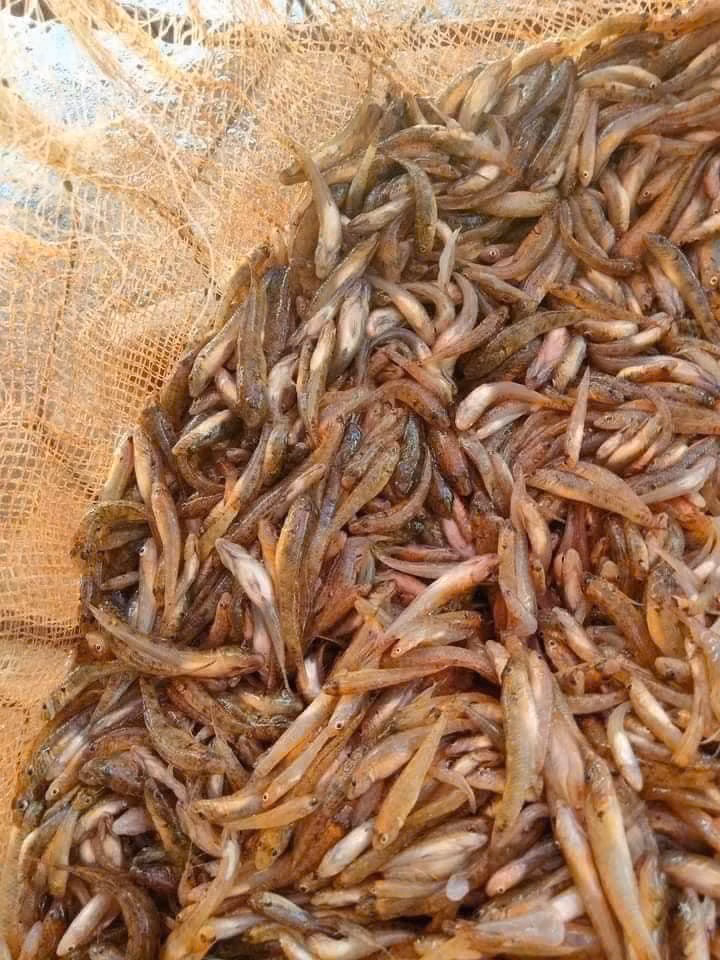 Cá bống sông Đà – đặc sản chỉ có một lần bắt trong năm