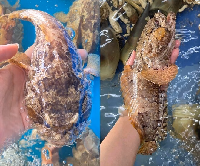 Cá có ngoại hình xấu xí, từng là đặc sản không ai dám thử nay lên giá 400 nghìn đồng/kg vẫn nhiều người săn lùng - 4