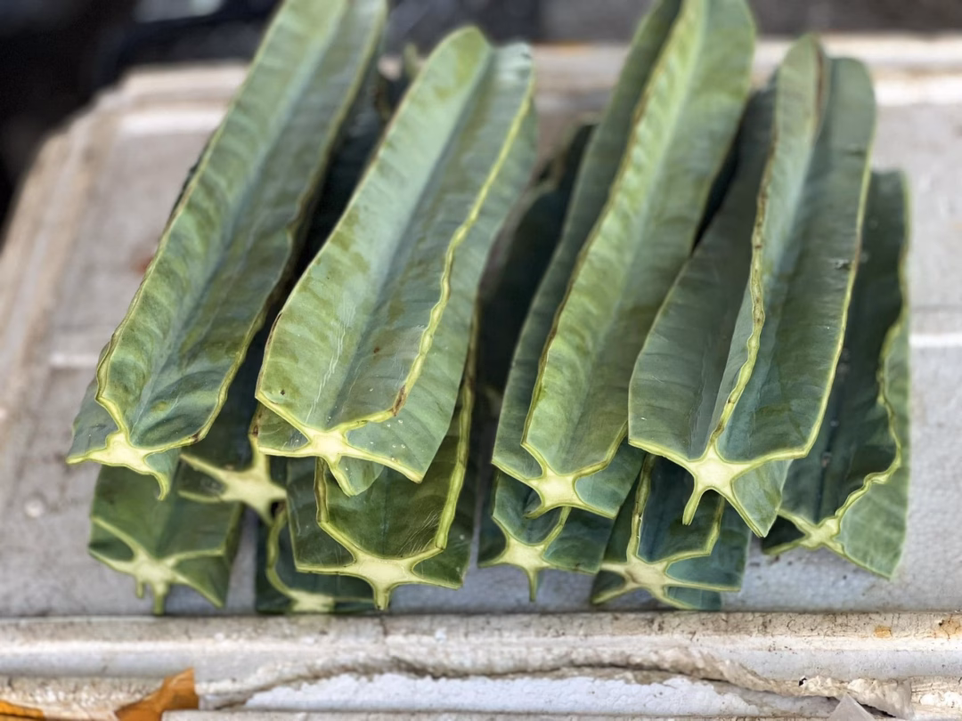 Xương rồng mọc phổ biến ở Quảng Bình cũ và được bày bán ở trong chợ Đồng Hới. Ảnh: Ngọc Trâm/Hoàng Yến