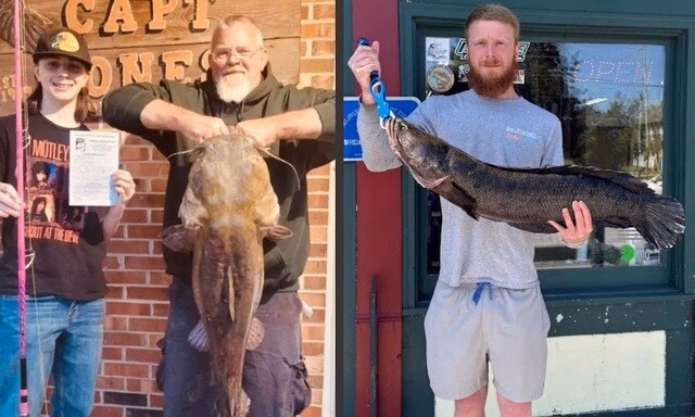 Cặp đôi câu được cá “quái vật” lập kỷ lục, chính quyền lập tức… tiêu thụ