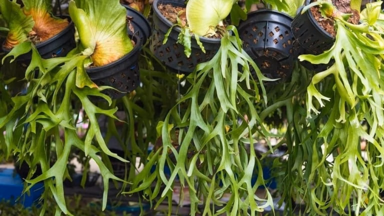 Cây cảnh như 'quý ông mặc vét', thanh lịch, uy nghiêm, một chiếc lá cũng phong độ, mang may mắn, bình an vào nhà