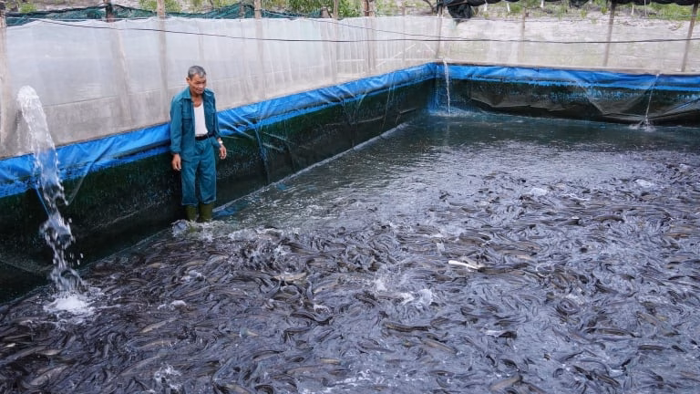 CĐV xứ Thanh và Nam Định đổ quân hỗ trợ đội nhà thi đấu Nuôi cá lóc trong bể xi măng lót bạt, mô hình giúp nhiều nông dân Quảng Trị hết nghèo, vươn lên giàu có
