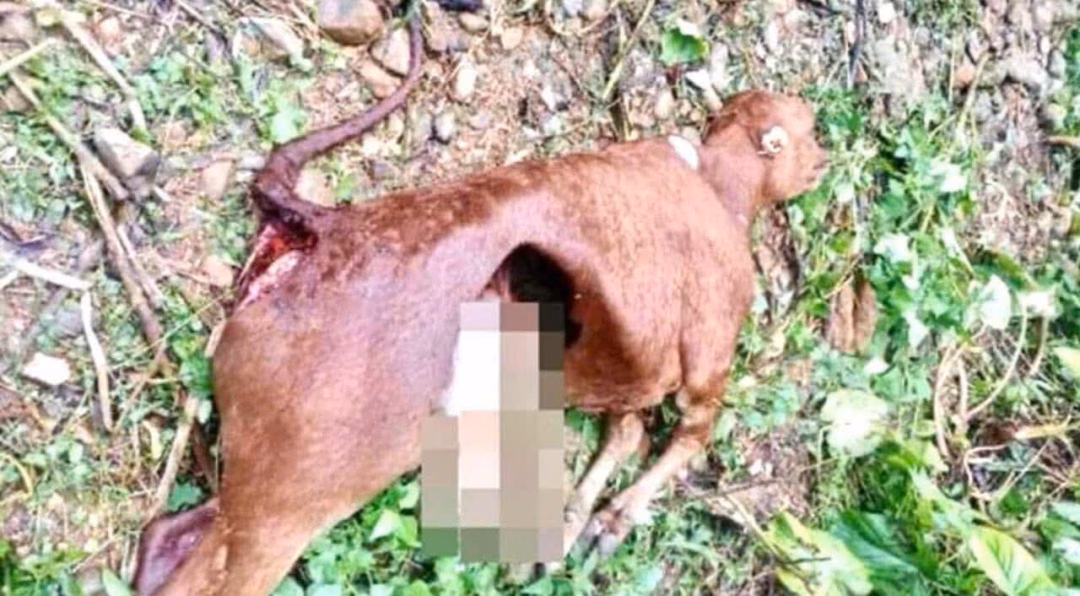 Điện Biên: Sói hoang tấn công, 30 hộ dân bị thiệt hại gần 350 triệu đồng