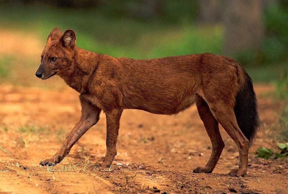 Điện Biên yêu cầu kiểm tra, xử lý tình trạng chó rừng, sói đỏ tấn công gia súc