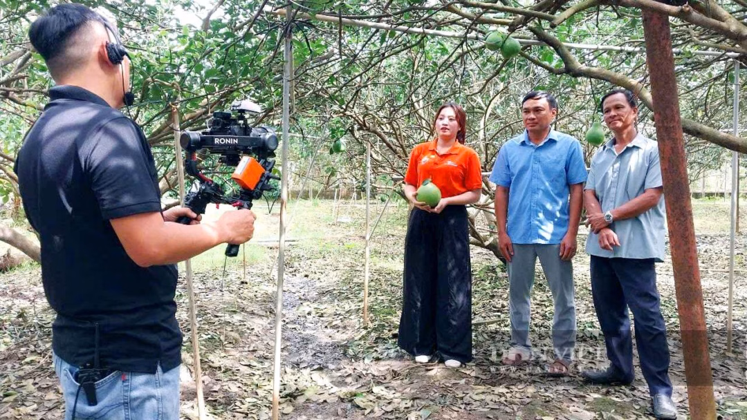 Ông Bùi Văn Tý - Tổ trưởng Tổ hợp tác Trồng bưởi hữu cơ Tân Triều (phải) tham gia buổi livestream ngay tại vườn bưởi. Ảnh: Nguyên Vỹ