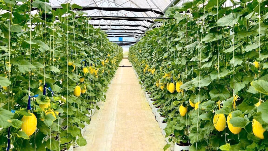Tình cờ thấy con động vật hoang dã tên là ma rà chui vào lừ bắt cá, một người Quảng Trị liền báo cơ quan chức năng