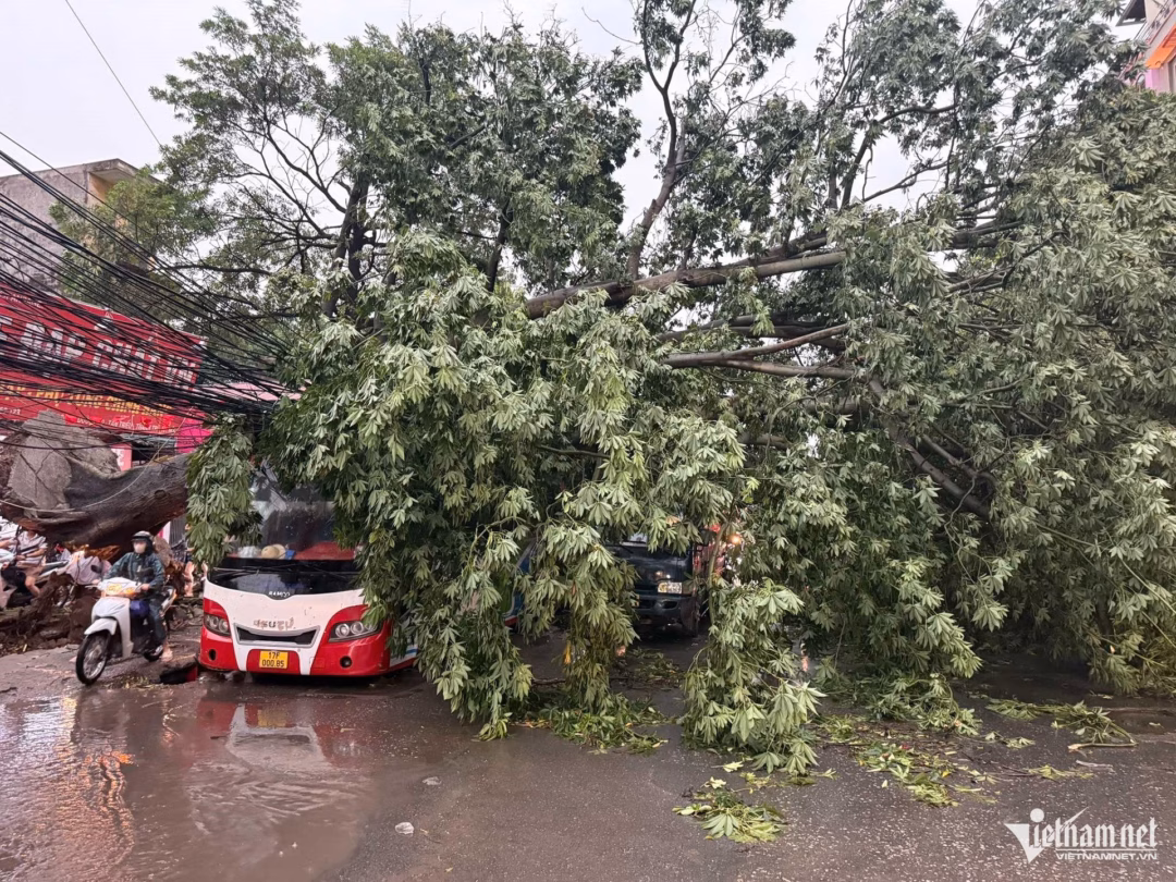 Hà Nội: Cây xanh bật gốc đè trúng Lexus LX570 và Hyundai Tucson trong cơn mưa giông Cây lớn bật gốc đổ trúng một xe khách tại đường 70 - Cầu Bươu (Thanh Trì, Hà Nội). Ảnh: Đình Hiếu