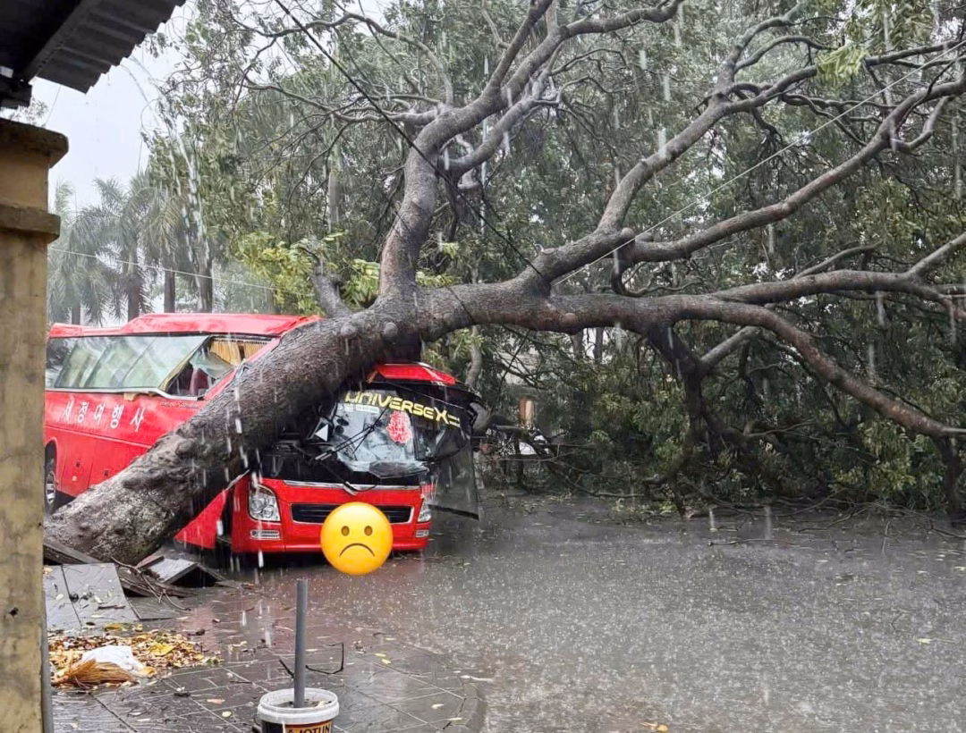 Hà Nội: Cây xanh bật gốc đè trúng Lexus LX570 và Hyundai Tucson trong cơn mưa giông Một chiếc xe khách 45 chỗ ngồi bị cây xà cừ lớn đổ trúng gây hỏng nặng phần đầu xe tại gần cổng chợ Chờ (Yên Phong, Bắc Ninh). Ảnh: Trần Vĩnh/OFFB
