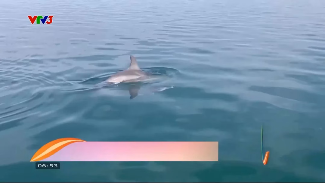 Khám phá trí thông minh đáng yêu của chim trong video mới