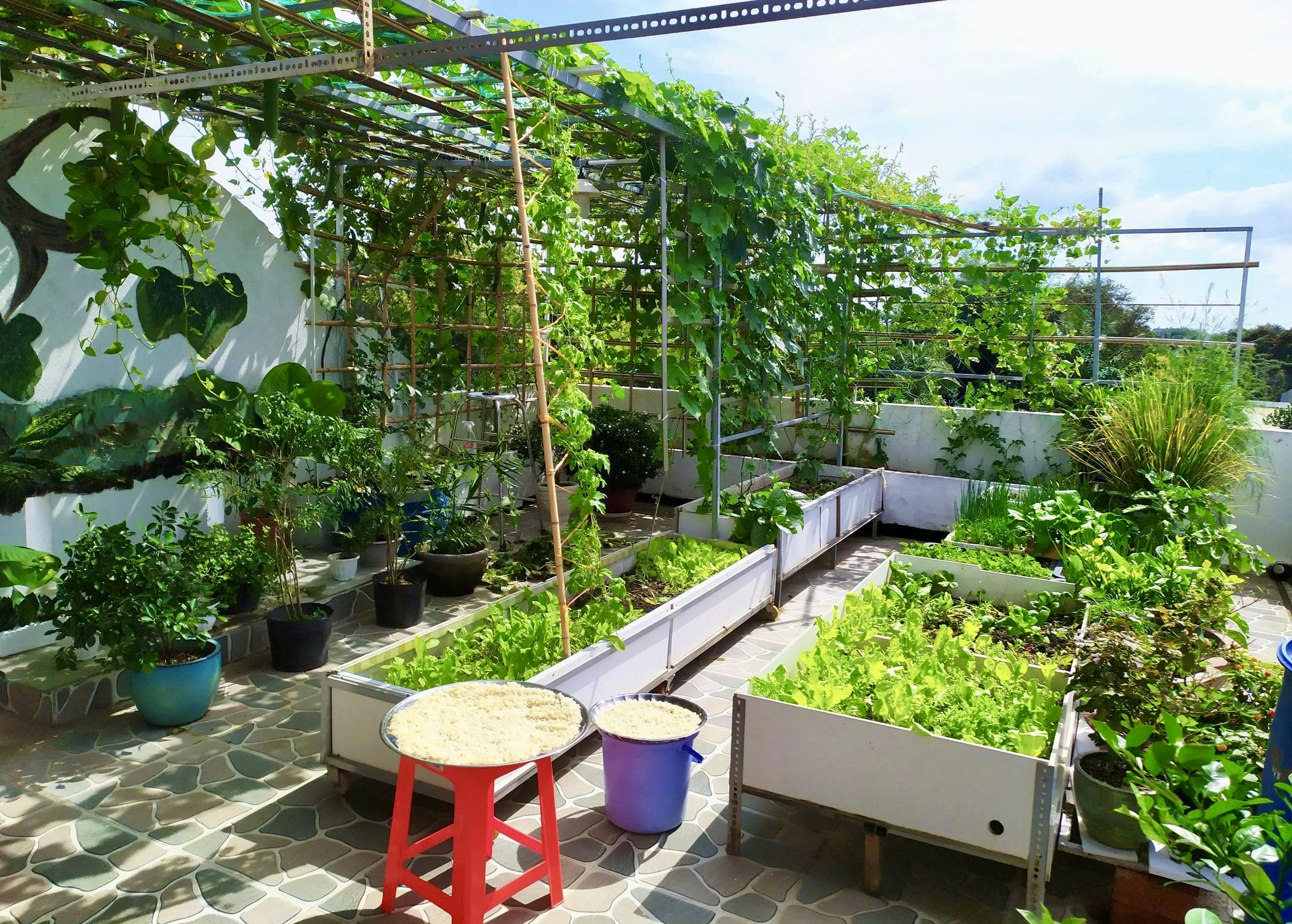 Lâm Đồng: Gác hàng tranh lên sân thượng trồng rau sạch Ban đầu nhà anh Mỹ làm những khay, kệ đơn giản và nhỏ, sau đó cải tiến làm khay lớn, kiên cố, thẩm mĩ hơn