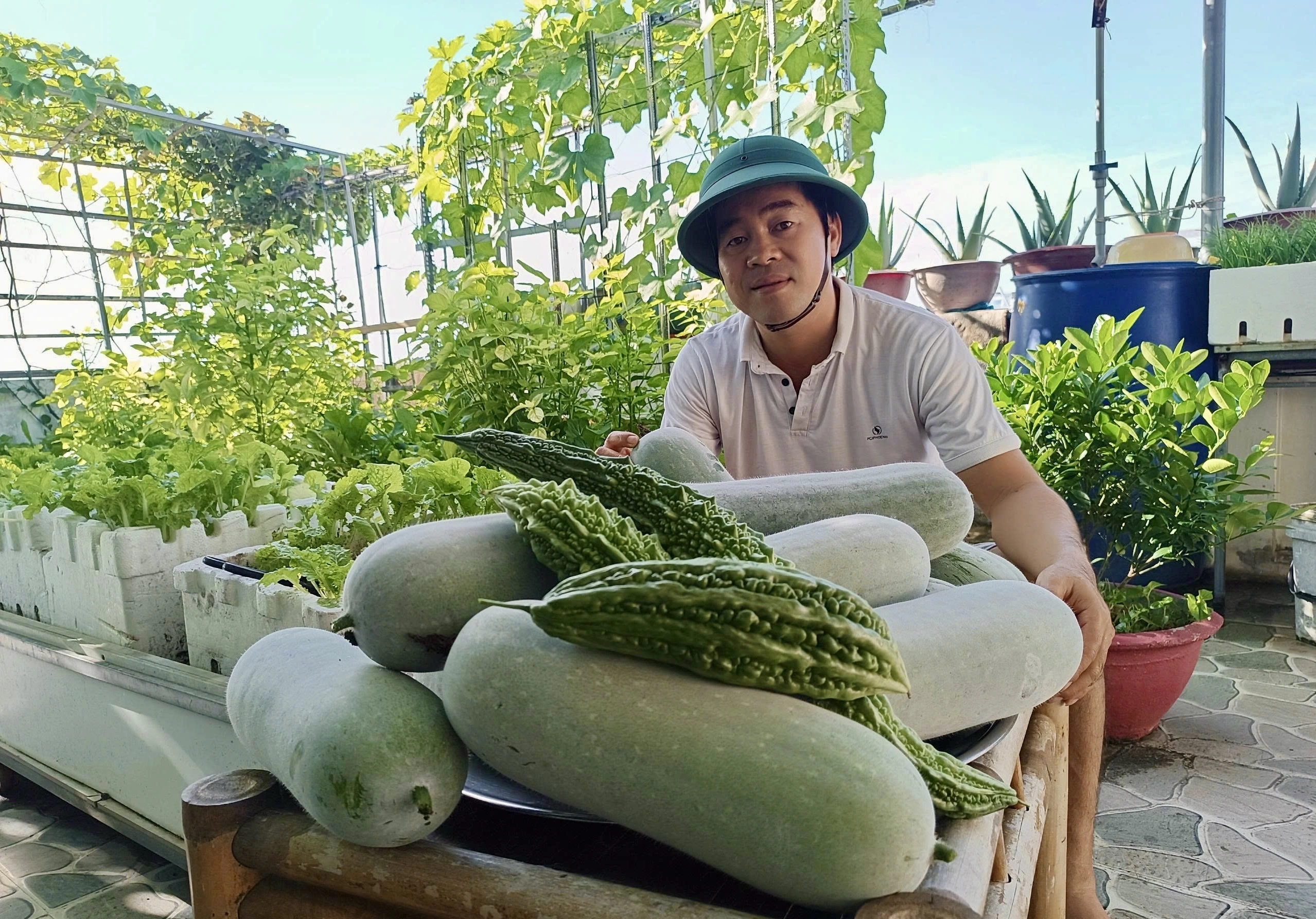 Lâm Đồng: Gác hàng tranh lên sân thượng trồng rau sạch Có vụ dưa leo anh trồng 20 cây, thu hoạch hơn 300 quả. Sáng nào cũng hái dưa và rau