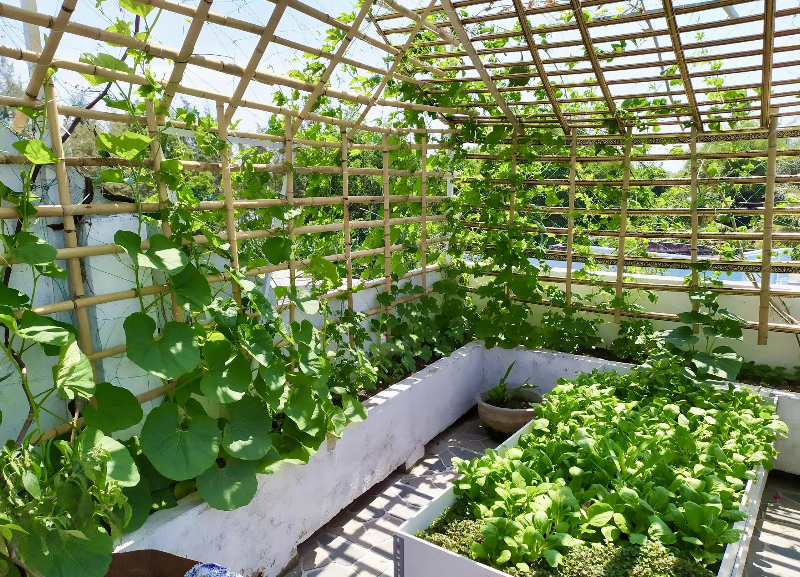 Lâm Đồng: Gác hàng tranh lên sân thượng trồng rau sạch Khu vực xây kệ sát tường, làm giàn leo kiên cố, ngay ngắn trông rất đẹp mắt