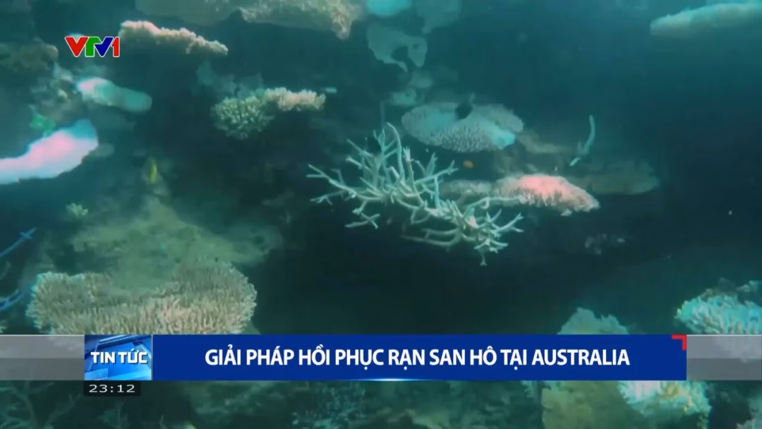Phát hiện cách khôi phục rạn san hô Great Barrier đầy hứa hẹn
