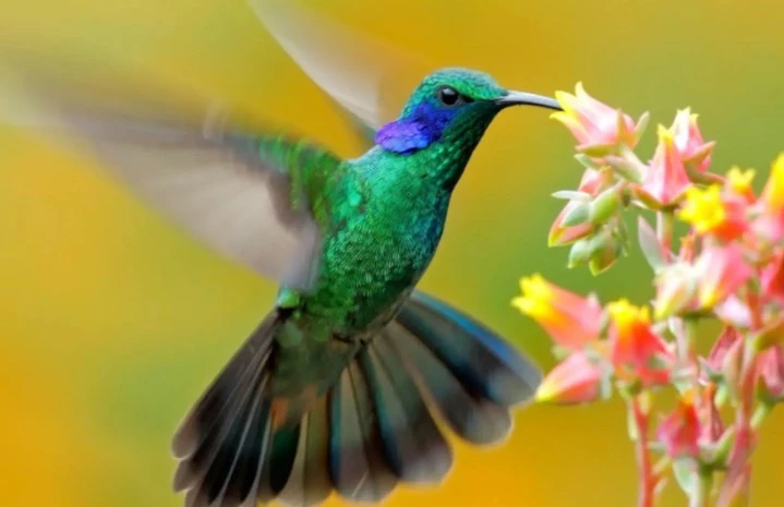 Phi Thanh Vân ‘chuyển mình’ sau tình mới Ngỡ ngàng trước loài chim tí hon duy nhất thế giới có thể bay lùi
