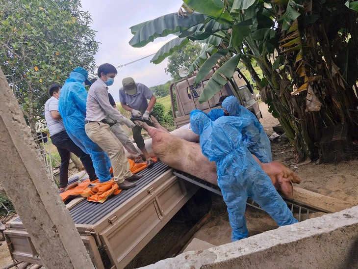 Quảng Ngãi: Hoàn trả tiền thu của dân để tiêu hủy heo bệnh Các đội tiêu hủy heo bệnh ở Quảng Ngãi làm việc liên tục trong 1 tháng qua, họ rất vất vả để góp phần kiểm soát dịch bệnh - Ảnh: VẠN TƯỜNG