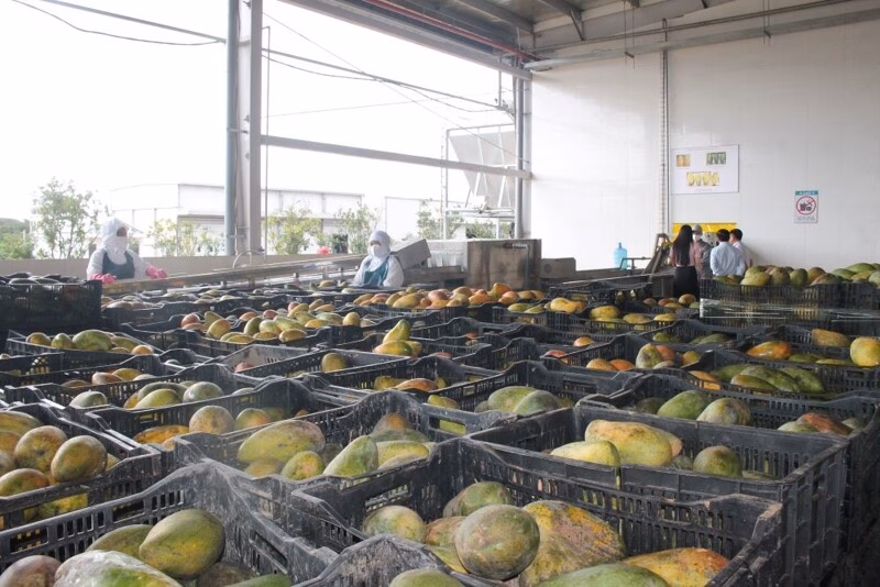 Sơn La muốn trở thành trung tâm chế biến nông sản vùng Trung du và miền núi phía Bắc Nâng giá trị nông sản vùng Tây Bắc: Tập trung vào chế biến sâu - Ảnh 1
