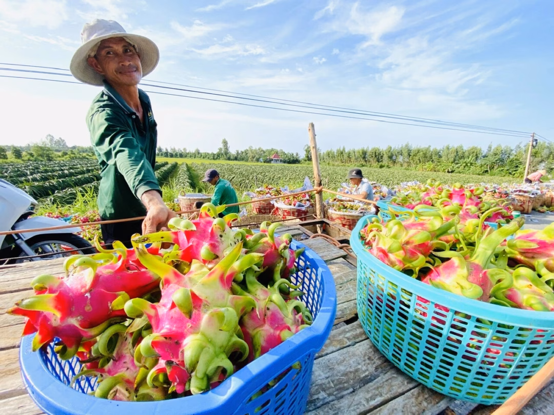 Thanh long xuất khẩu châu Âu kẹt ở cửa khẩu vì thủ tục