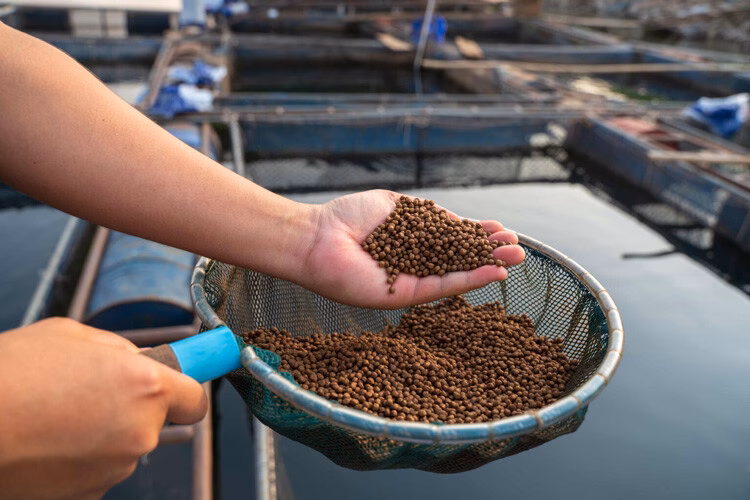 Thức ăn không bột cá giúp nghề nuôi cá biển phát triển bền vững