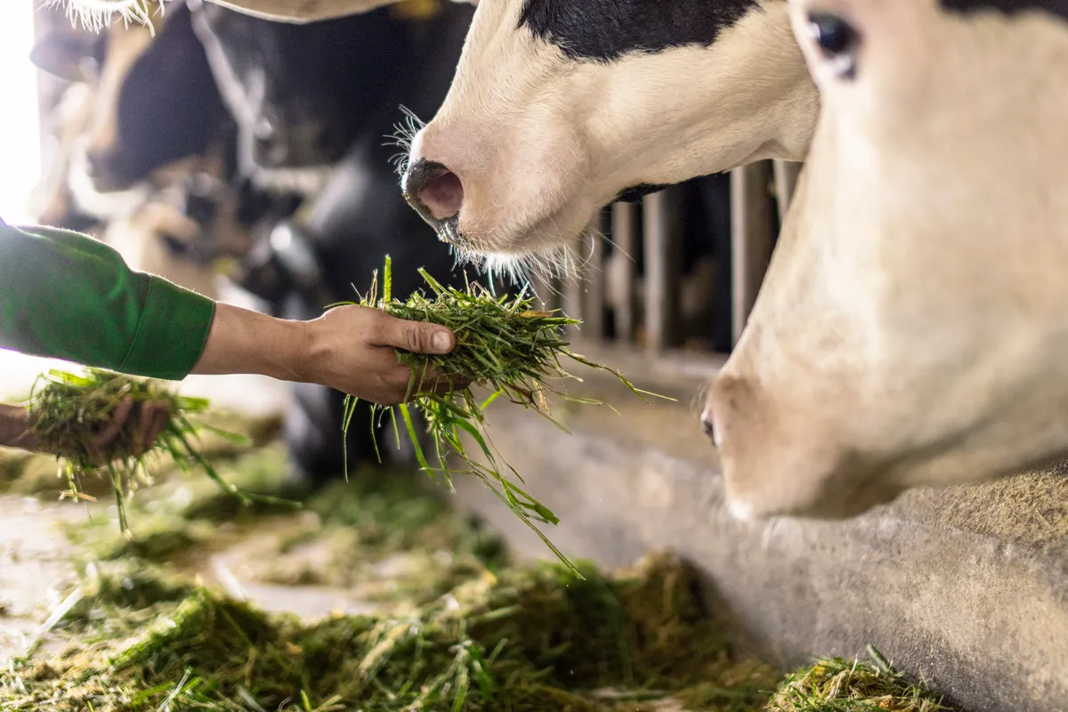 Trang trại bò sữa Vinamilk Green Farm Tây Ninh – ‘Mở khóa tự nhiên’ với vòng tuần hoàn xanh Ảnh: Vi Nam