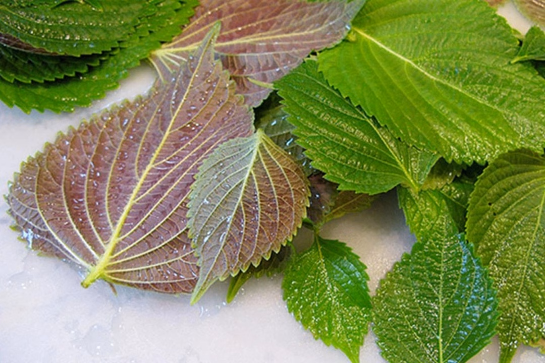 Tía tô làm giảm biểu hiện các gen liên quan đến tổng hợp lipid và thúc đẩy sản xuất ty thể (Ảnh: Getty).