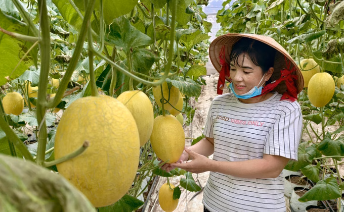 An Giang: Trồng dưa lưới công nghệ cao, thu nhập tăng 4-5 lần