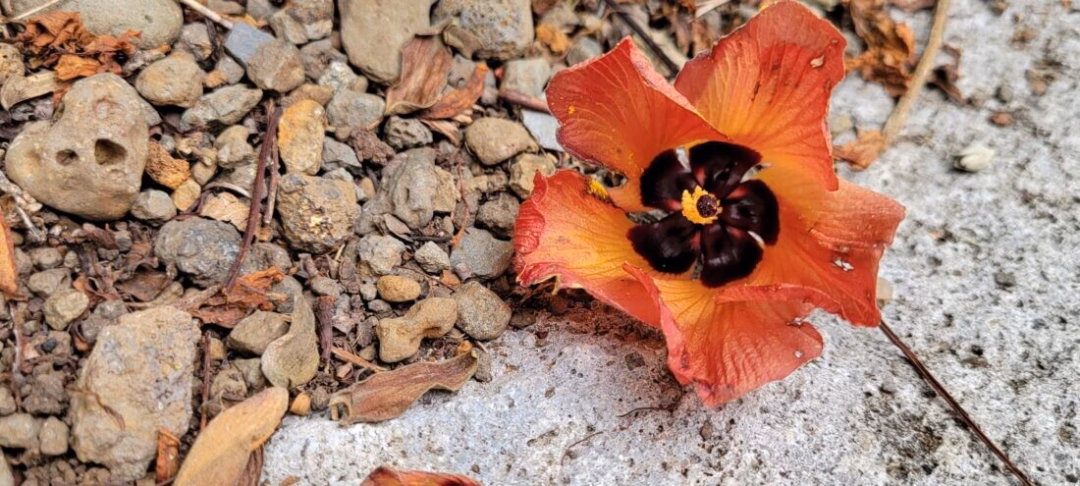 Ảnh của ngày: Vẻ đẹp giản dị