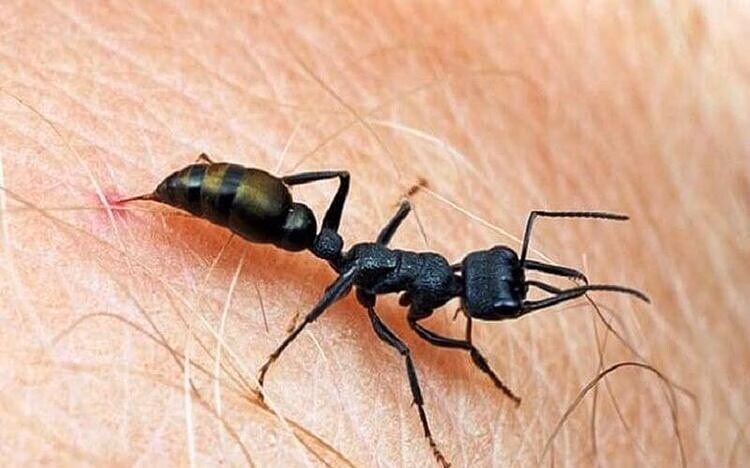 Bị kiến cắn, người đàn ông Phú Thọ sốc phản vệ nguy hiểm tính mạng