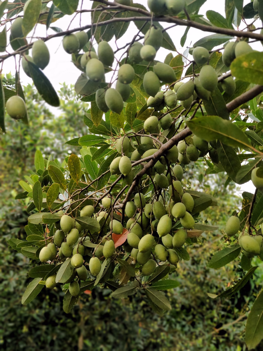 Cà na miền Tây – đặc sản hút khách du lịch