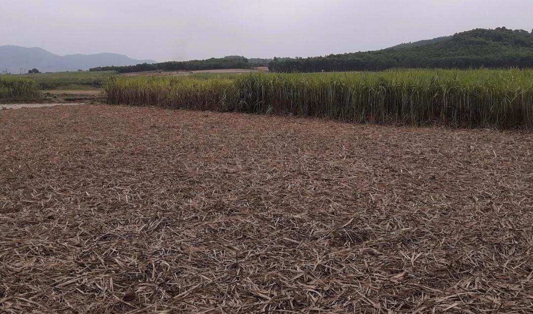 Chủ đất nộp đơn xin rút hồ sơ, nhưng vẫn bị tính thuế gần 40 tỉ đồng