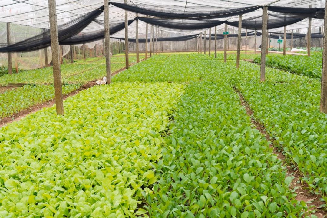 Chị Huyên quan niệm đi chậm mà chắc, nhất là khi kinh doanh nông sản sạch. Ảnh: Nhân vật cung cấp