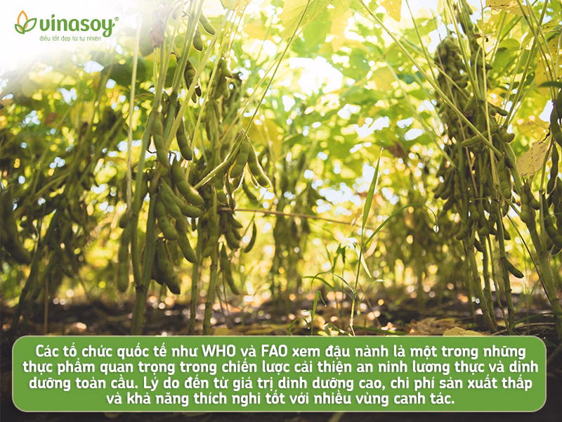 Đậu nành – Hạt vàng với giá trị dinh dưỡng vượt trội và lợi ích bền vững Fami kế thừa trăm tốt từ đậu nành - hạt “vàng” trong làng hạt