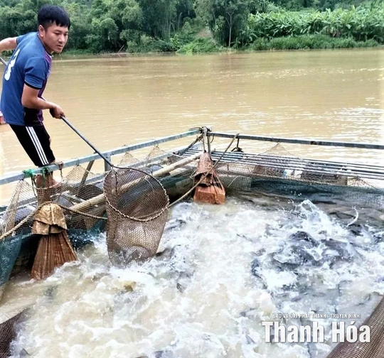 Nuôi cá lồng trên lòng hồ thủy điện Trung Xuân