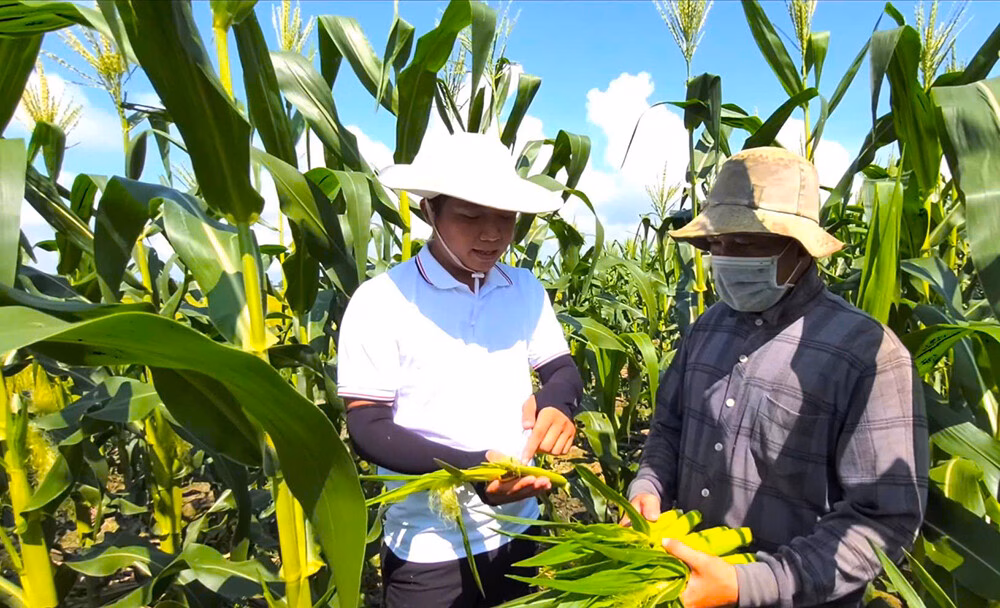 Doanh nghiệp tư nhân làm thay đổi bộ mặt sản xuất nông nghiệp