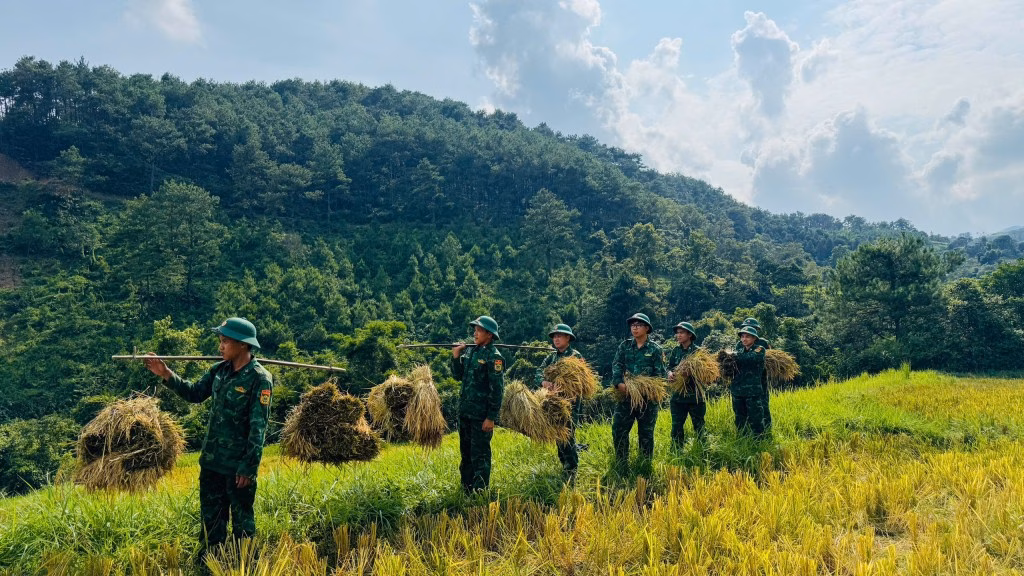 Cán bộ, chiến sỹ đồn Biên phòng Cửa khẩu Chi Ma giúp gia đình ông Triệu Văn Hiển gặt lúa
