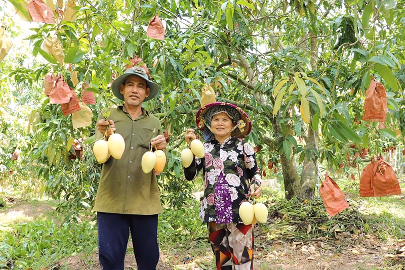 Đồng Tháp: Xã Mỹ Thọ đổi mới với quy mô lớn, tận dụng lợi thế xoài đặc sản và hạ tầng mới Xoài Cát Chu, một trong những sản phẩm nông sản đặc sản của xã Mỹ Thọ, tỉnh Đồng Tháp được thị trường trong và ngoài nước ưa chuộng (Ảnh: Thành Sơn)