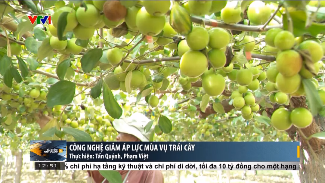 Giải pháp công nghệ giúp nông dân rải vụ thu hoạch trái cây, tăng giá trị xuất khẩu