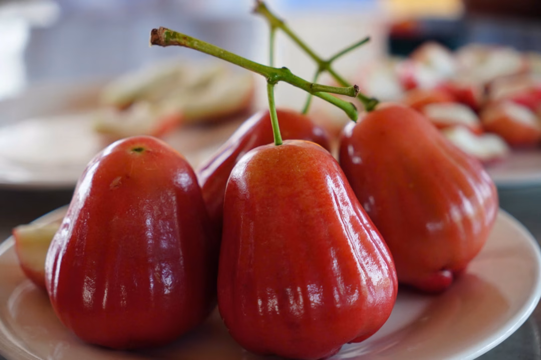 Mận hồng Sân Tiên đắt hàng nhờ trồng theo chuẩn khoa học