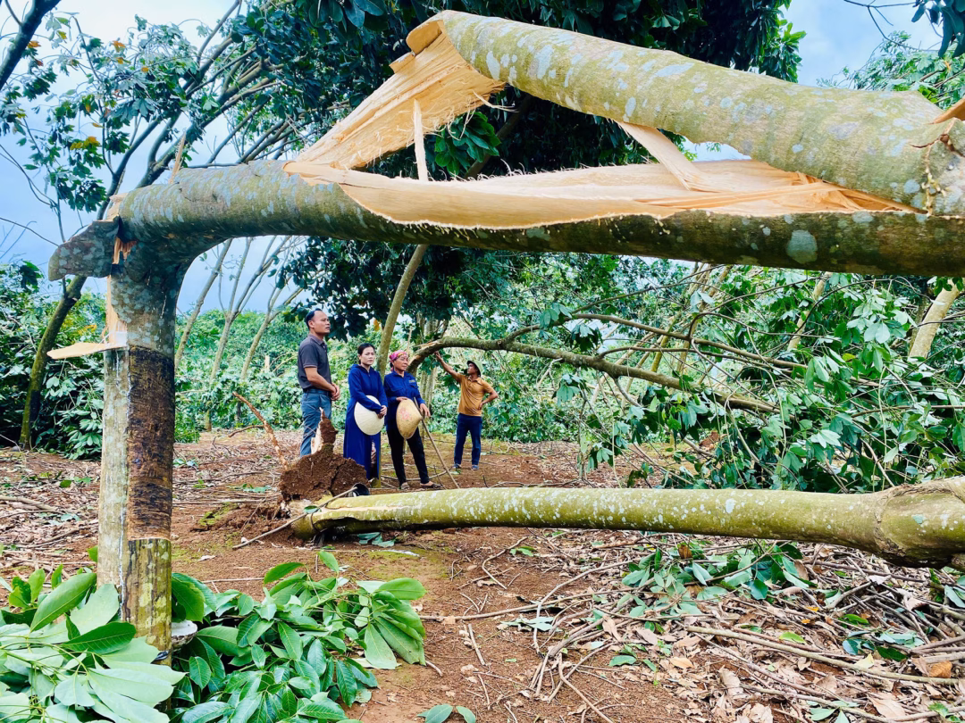 Nghệ An: Mưa bão gây thiệt hại nặng, 1 người tử vong và nhiều nhà bị ảnh hưởng