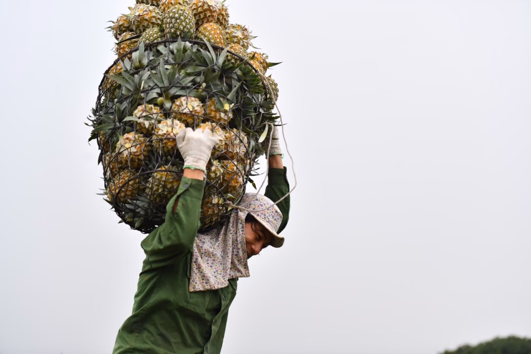 Nông dân ‘phá kèo’ hợp đồng xuất khẩu dừa với doanh nghiệp