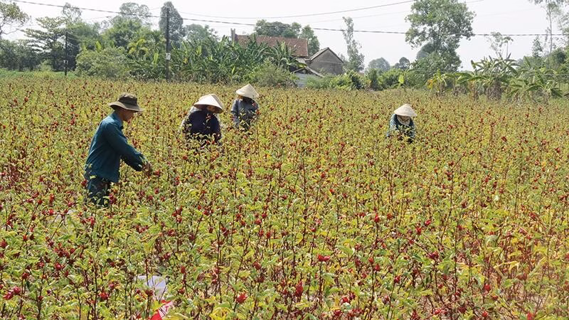 Phát triển chuỗi giá trị hoa atiso hữu cơ: Liên kết để làm giàu cho nông dân