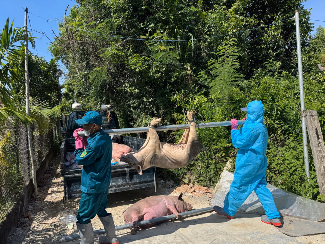 Lực lượng chức năng tỉnh Quảng Ngãi đưa lợn bệnh đi tiêu hủy.