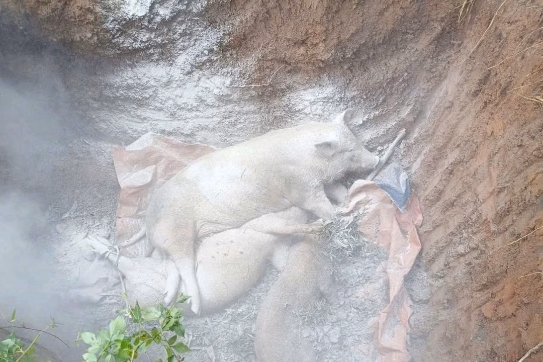 Quảng Ngãi đã tiêu hủy hơn 9.600 con lợn mắc dịch tả lợn châu Phi.